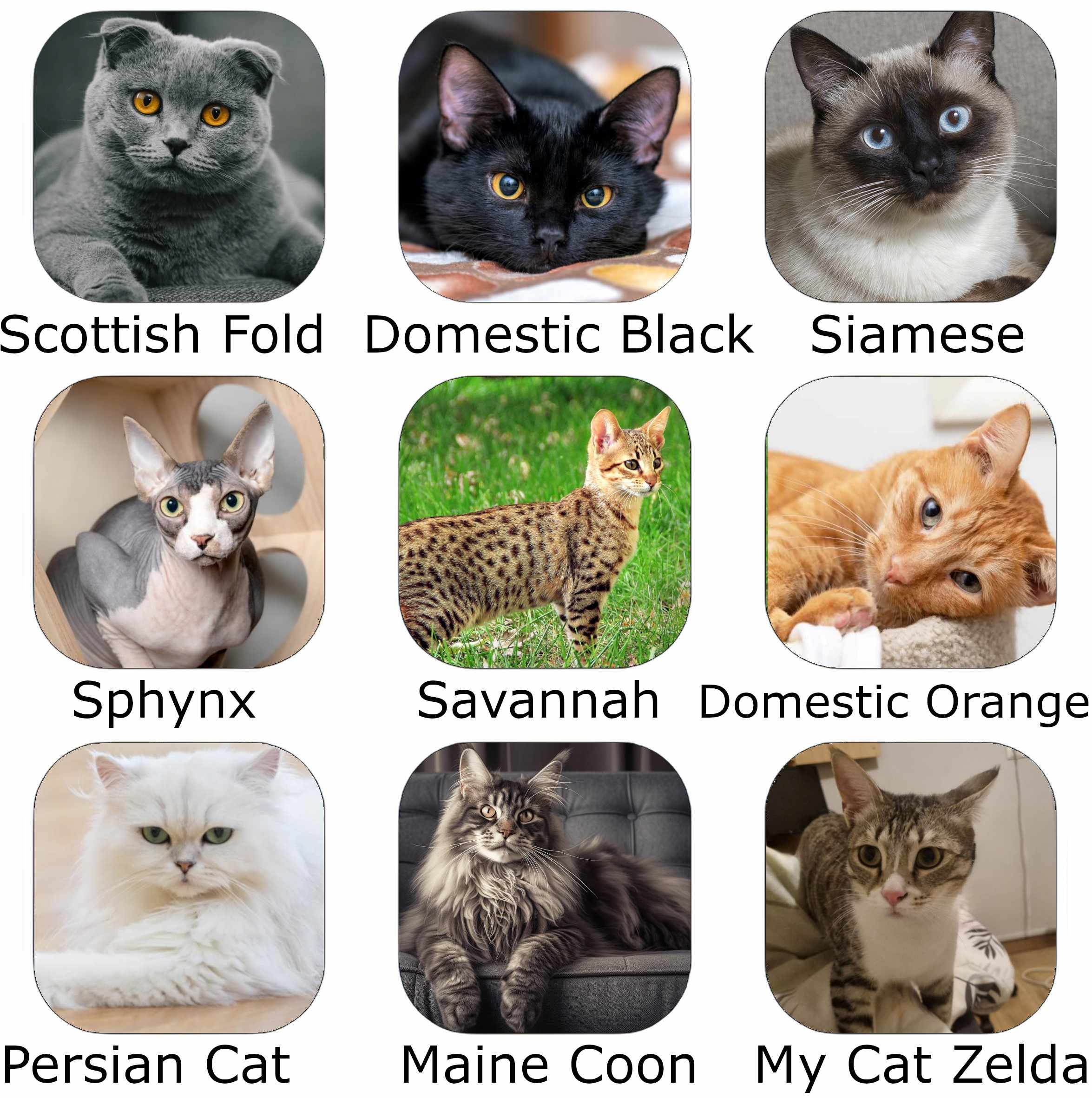 Cat2Car Cat kinds and names Image